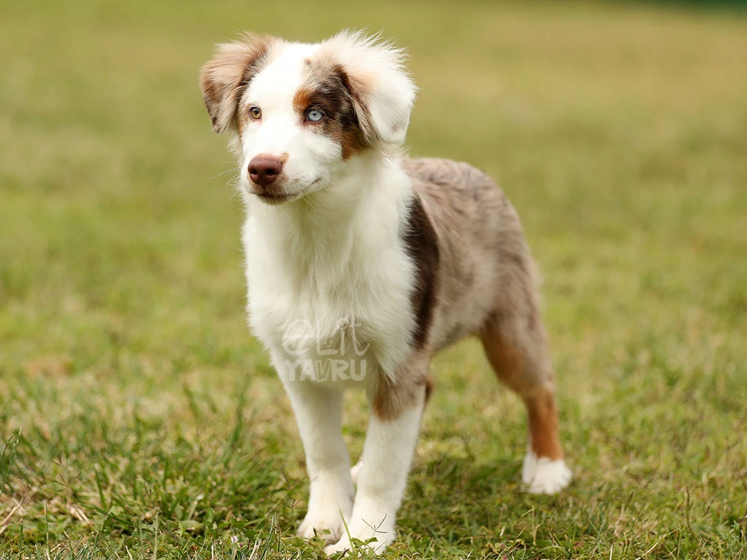 Miniature American Shepherd Hero 1
