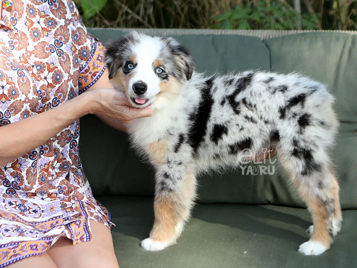 Miniature American Shepherd Hero 1