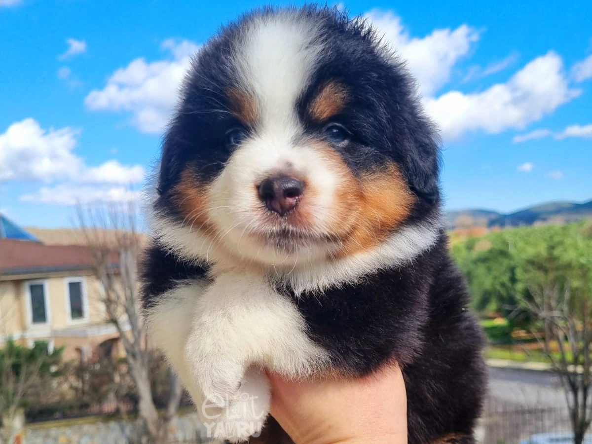 Miniature American Shepherd Honey 2