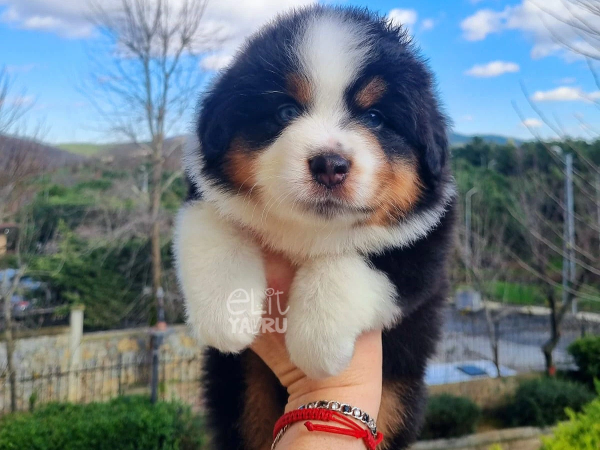 Miniature American Shepherd Honey