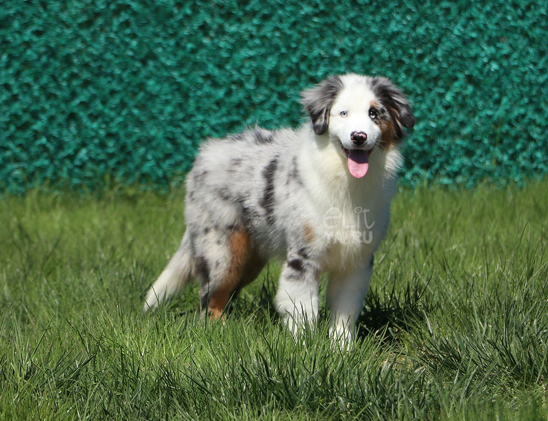 Miniature American Shepherd Loki 4