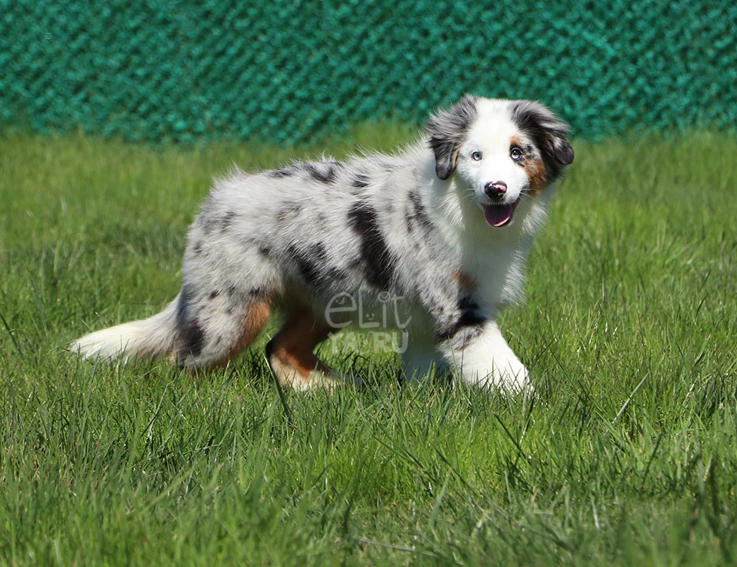 Miniature American Shepherd Loki 2