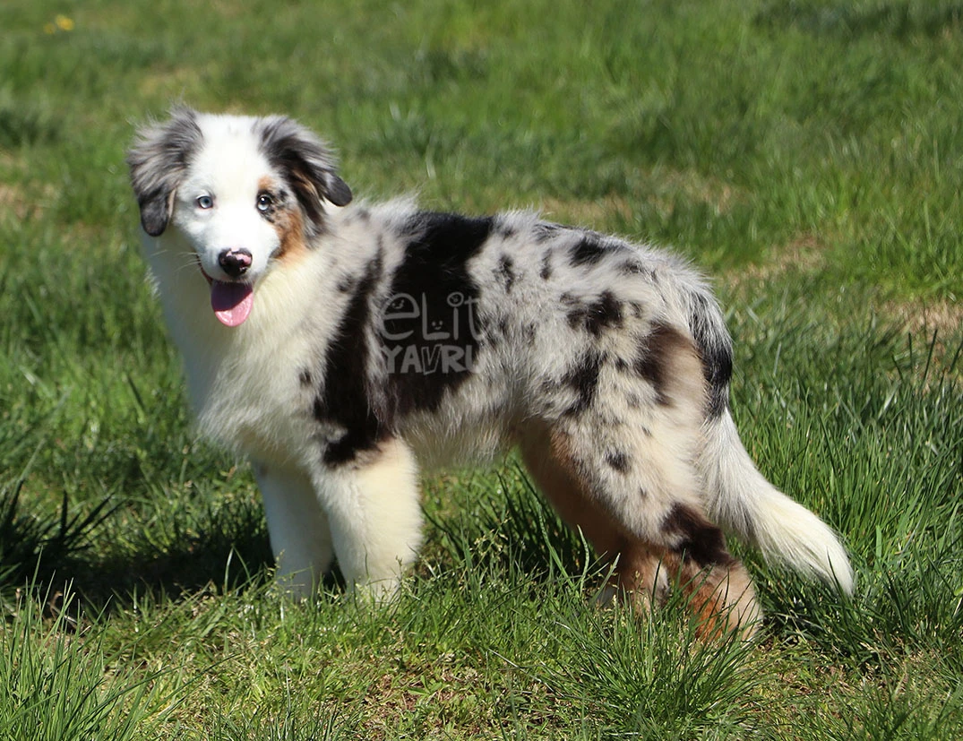 Miniature American Shepherd Loki 3
