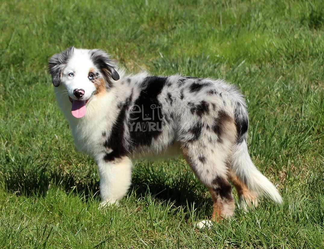 Miniature American Shepherd Loki