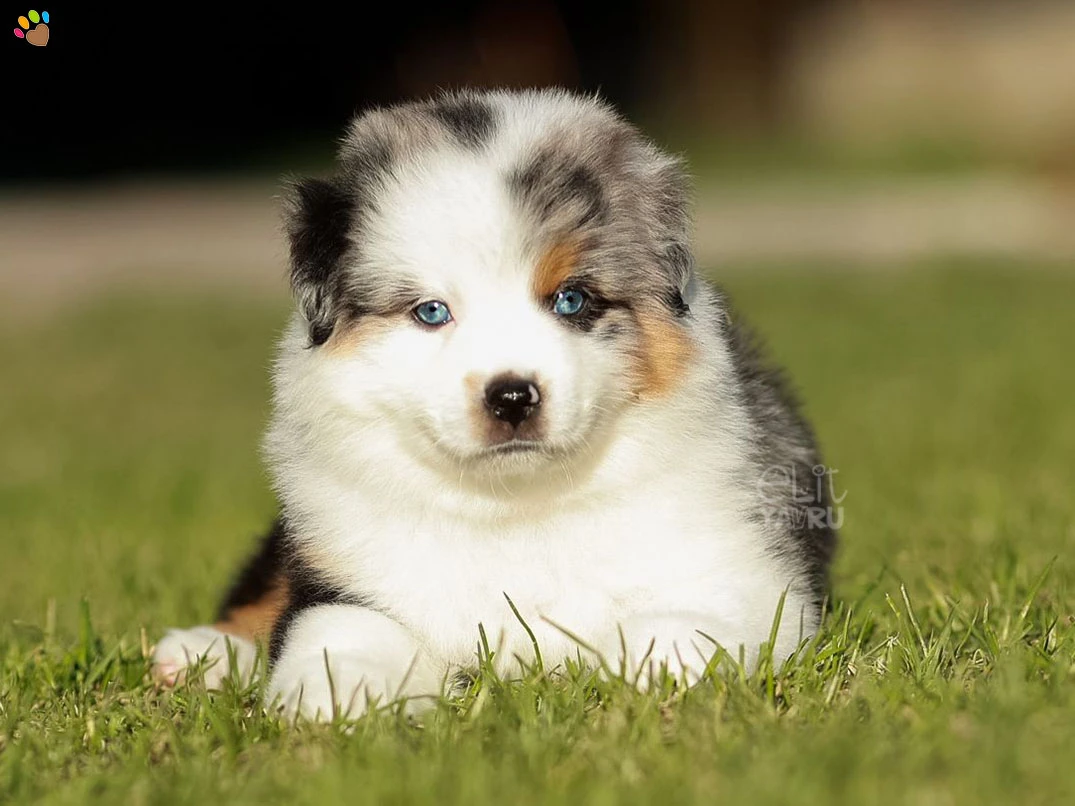 Miniature American Shepherd Maylo