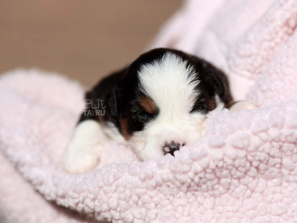 Miniature American Shepherd Maylo 4