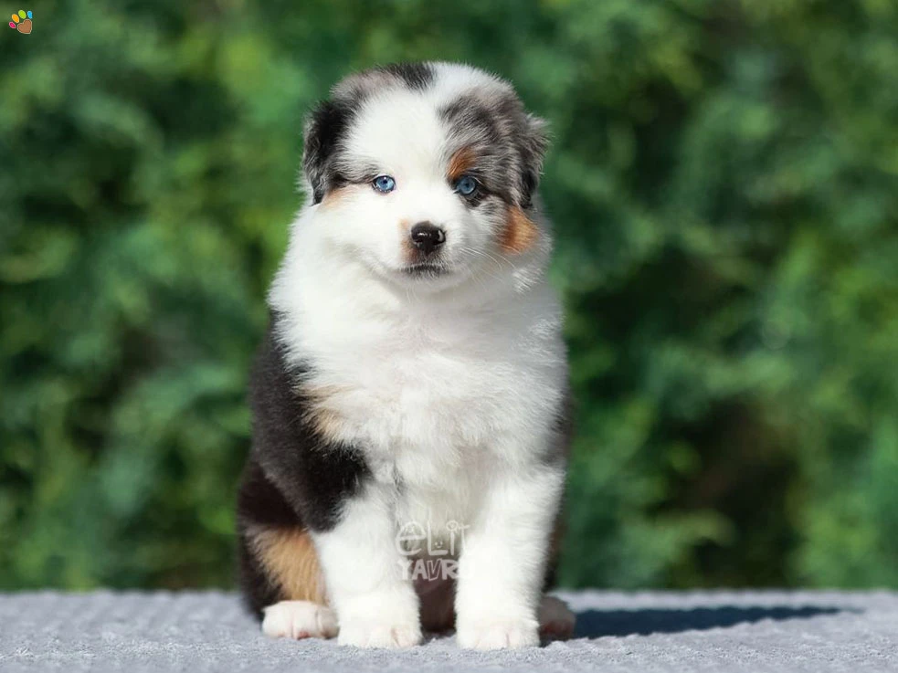 Miniature American Shepherd Maylo 6