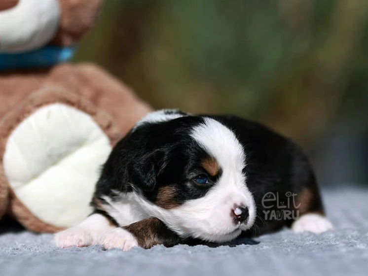 Miniature American Shepherd Maylo 5