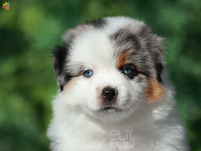 Miniature American Shepherd Maylo 7