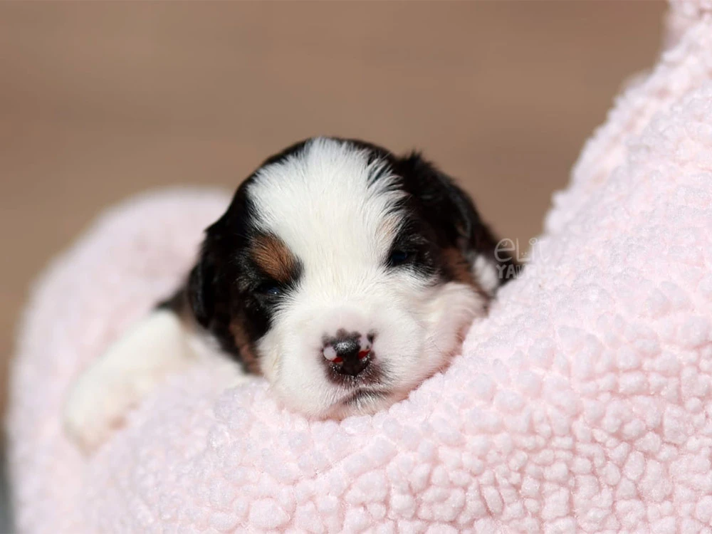 Miniature American Shepherd Maylo 6