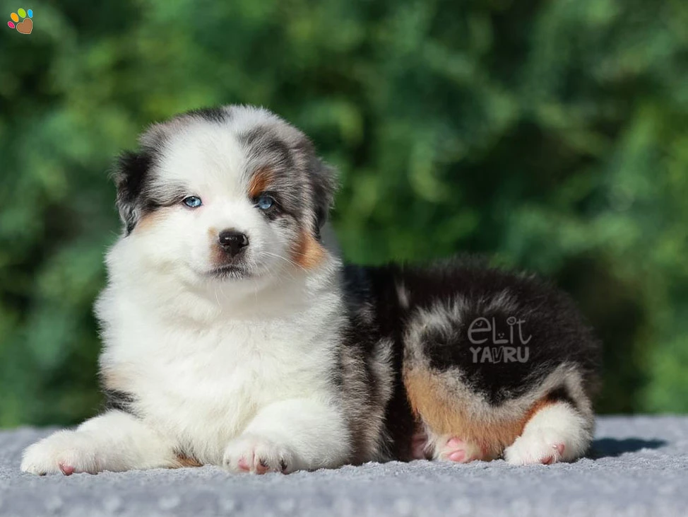 Miniature American Shepherd Maylo 3