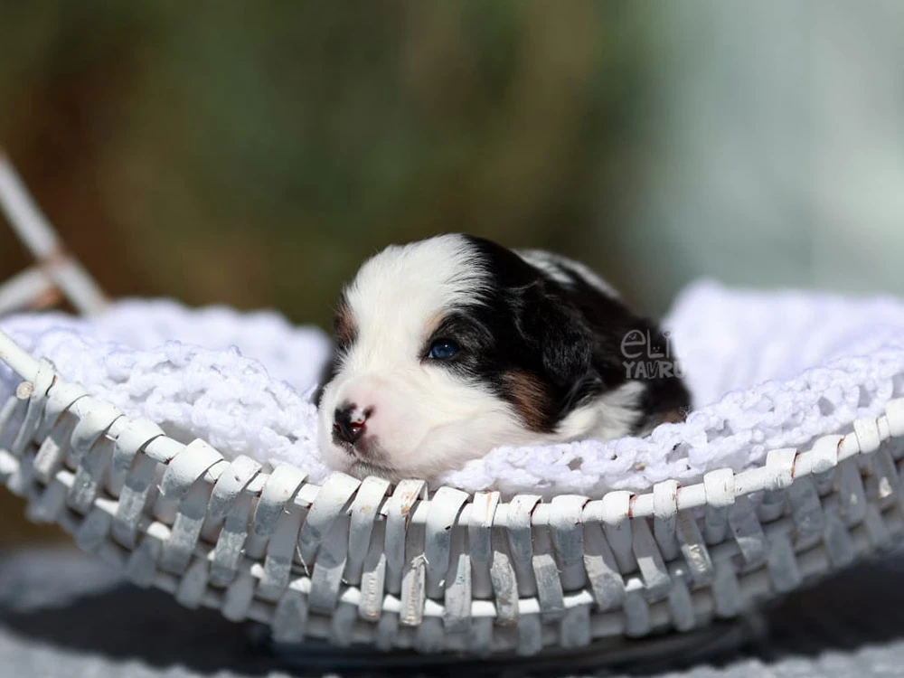 Miniature American Shepherd Maylo 1
