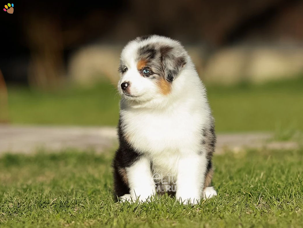 Miniature American Shepherd Maylo 4
