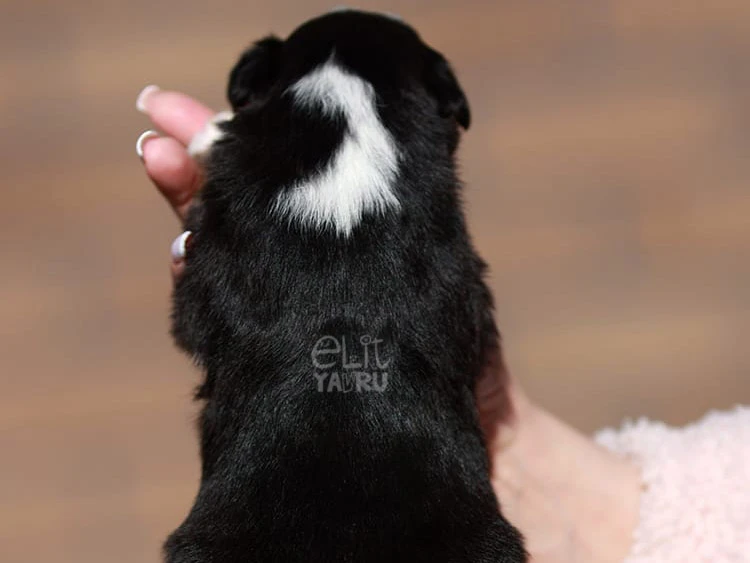 Miniature American Shepherd Maylo 2