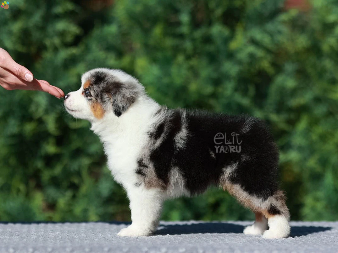 Miniature American Shepherd Maylo 1
