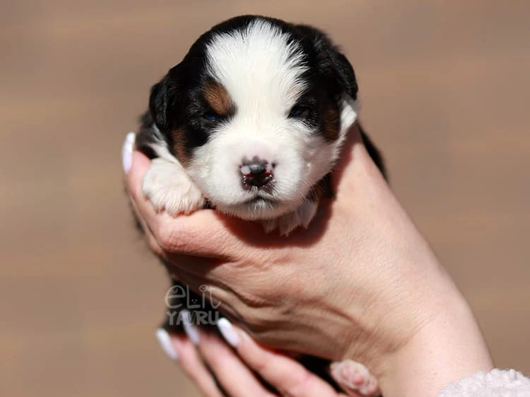 Miniature American Shepherd Maylo 3