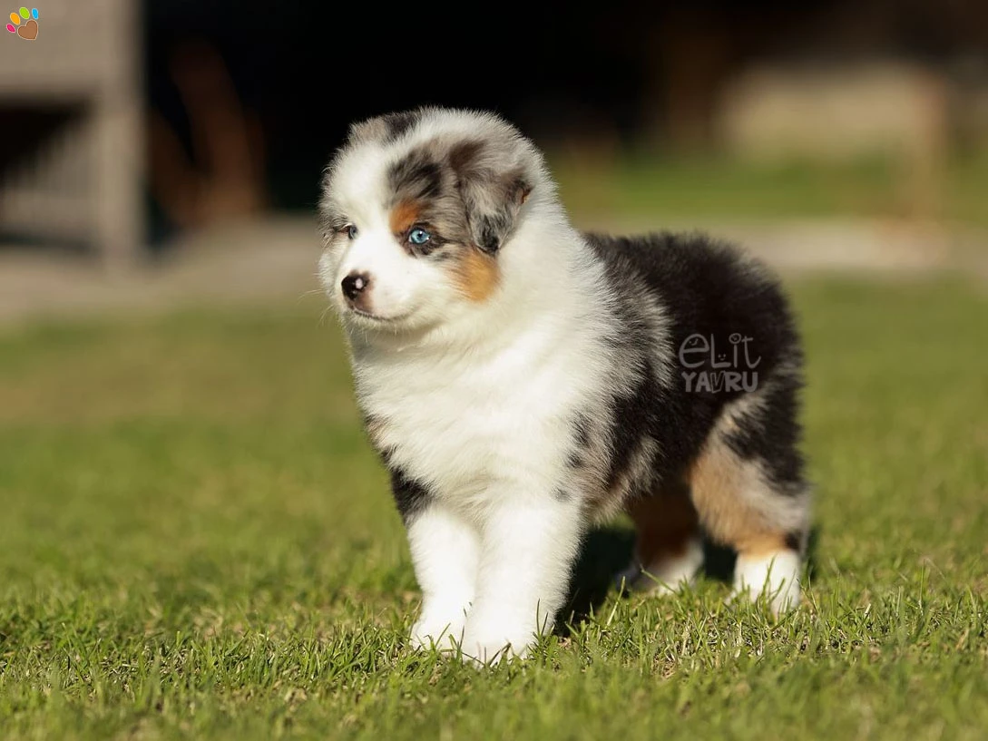 Miniature American Shepherd Maylo 2