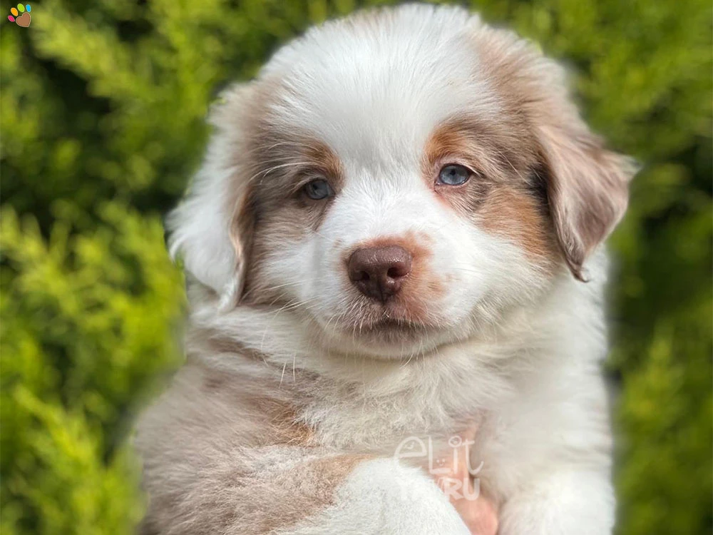 Miniature American Shepherd Mickey 3