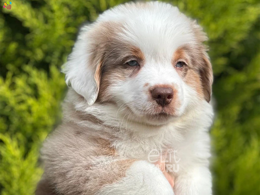 Miniature American Shepherd Mickey 2