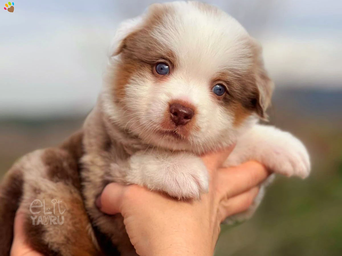 Miniature American Shepherd Mickey