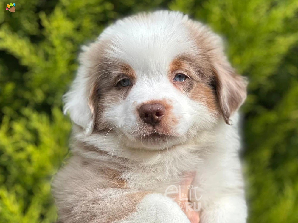 Miniature American Shepherd Mickey