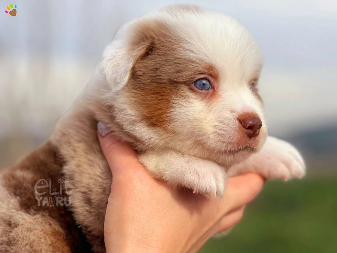 Miniature American Shepherd Mickey 3