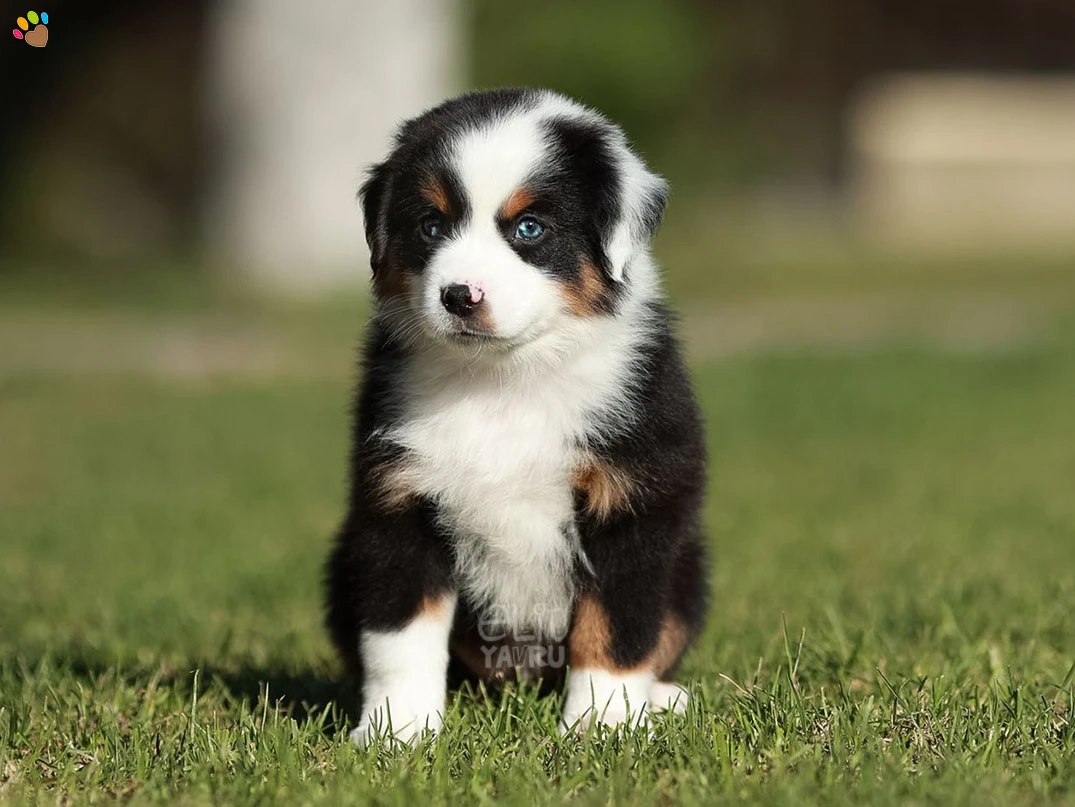 Miniature American Shepherd Miko 5