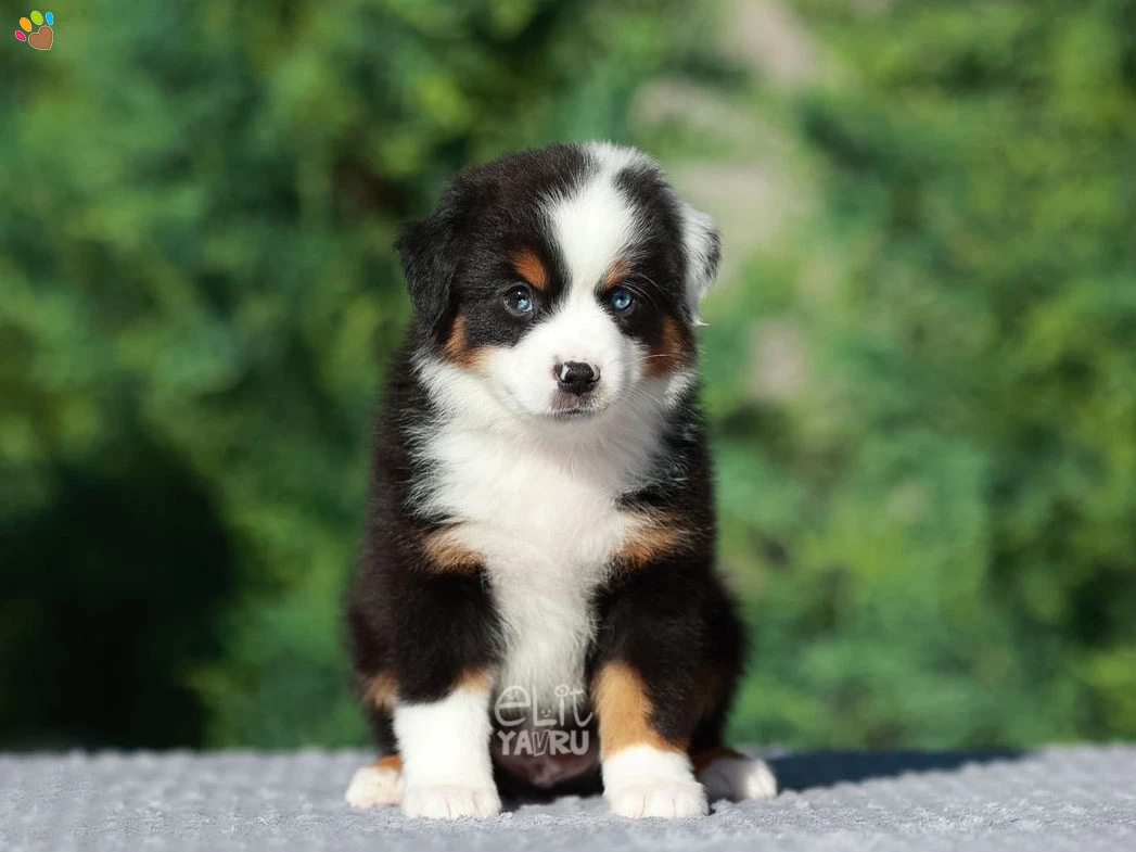 Miniature American Shepherd Miko