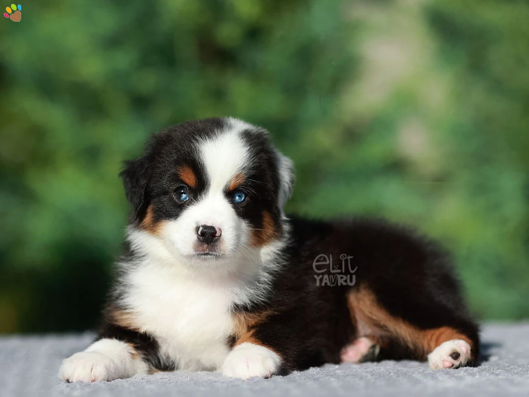 Miniature American Shepherd Miko 3