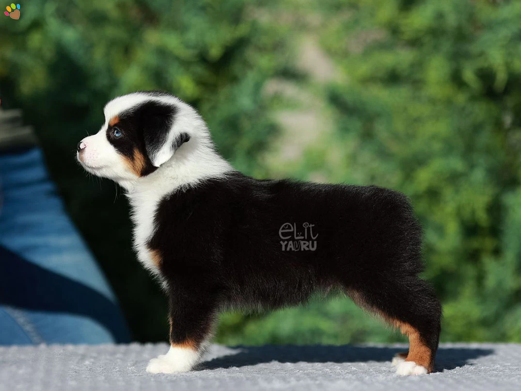 Miniature American Shepherd Miko 4