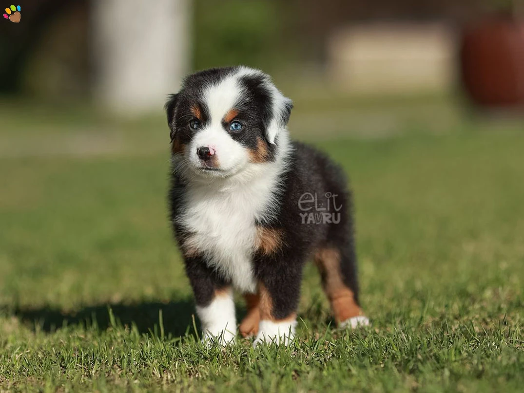 Miniature American Shepherd Miko 1