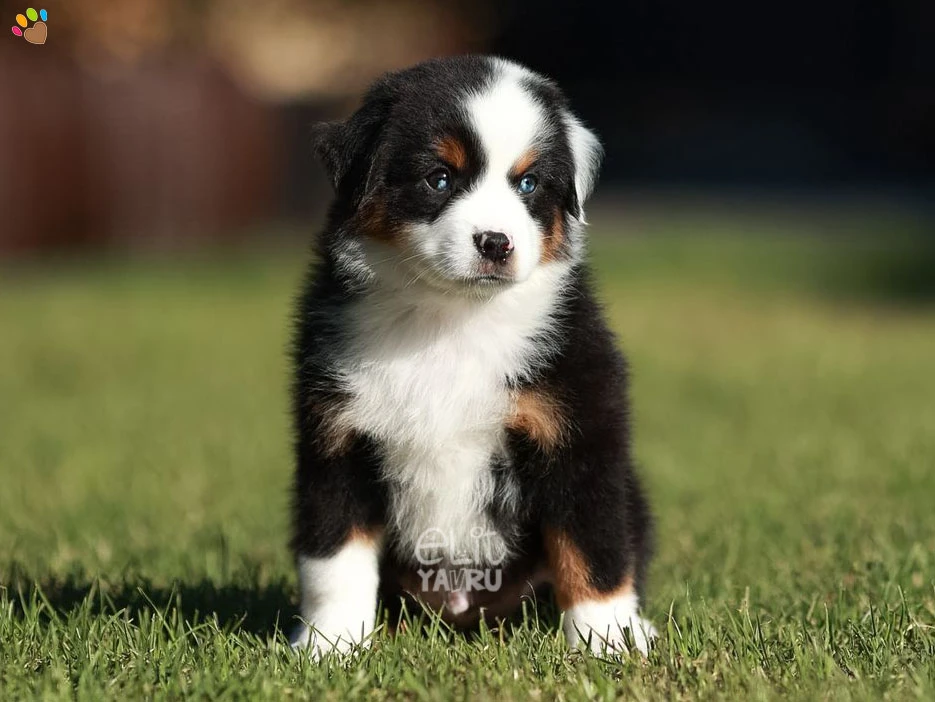 Miniature American Shepherd Miko 2