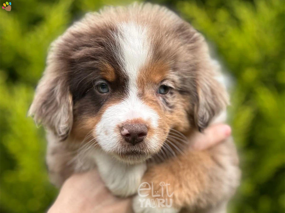 Miniature American Shepherd Mindy