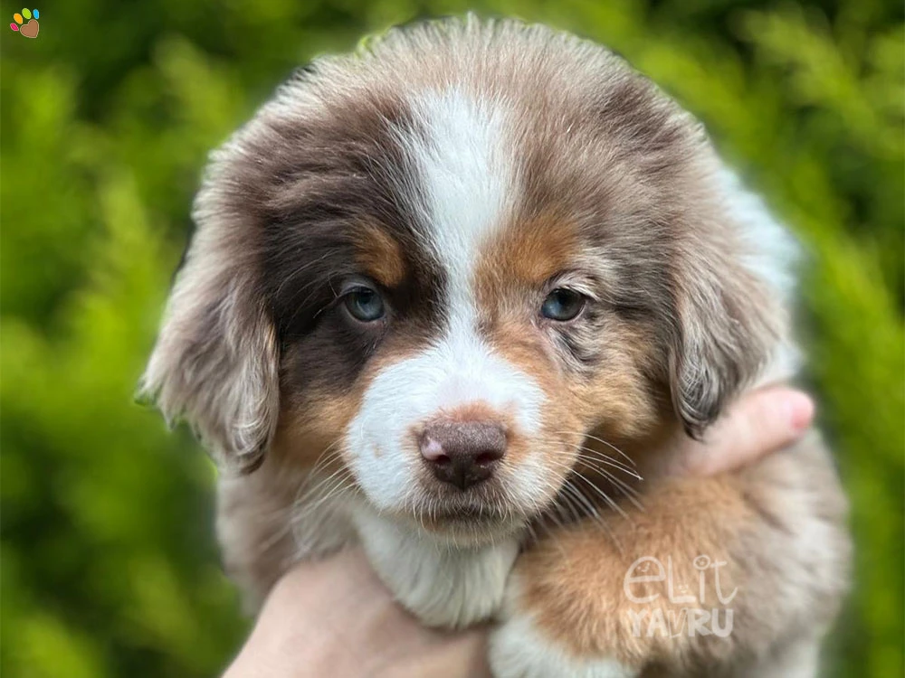 Miniature American Shepherd Mindy 2