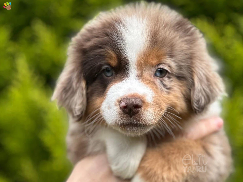 Miniature American Shepherd Mindy 3