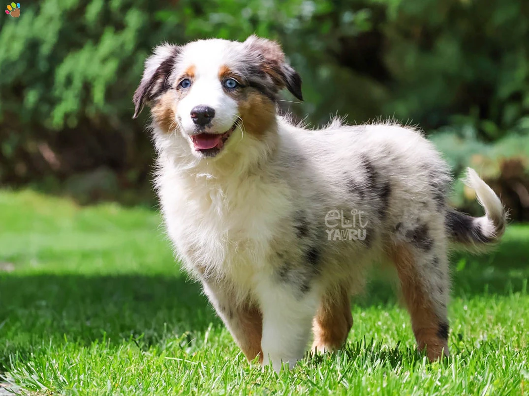 Miniature American Shepherd Nala