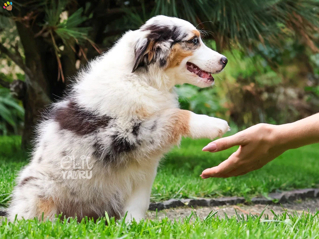 Miniature American Shepherd Nala 1