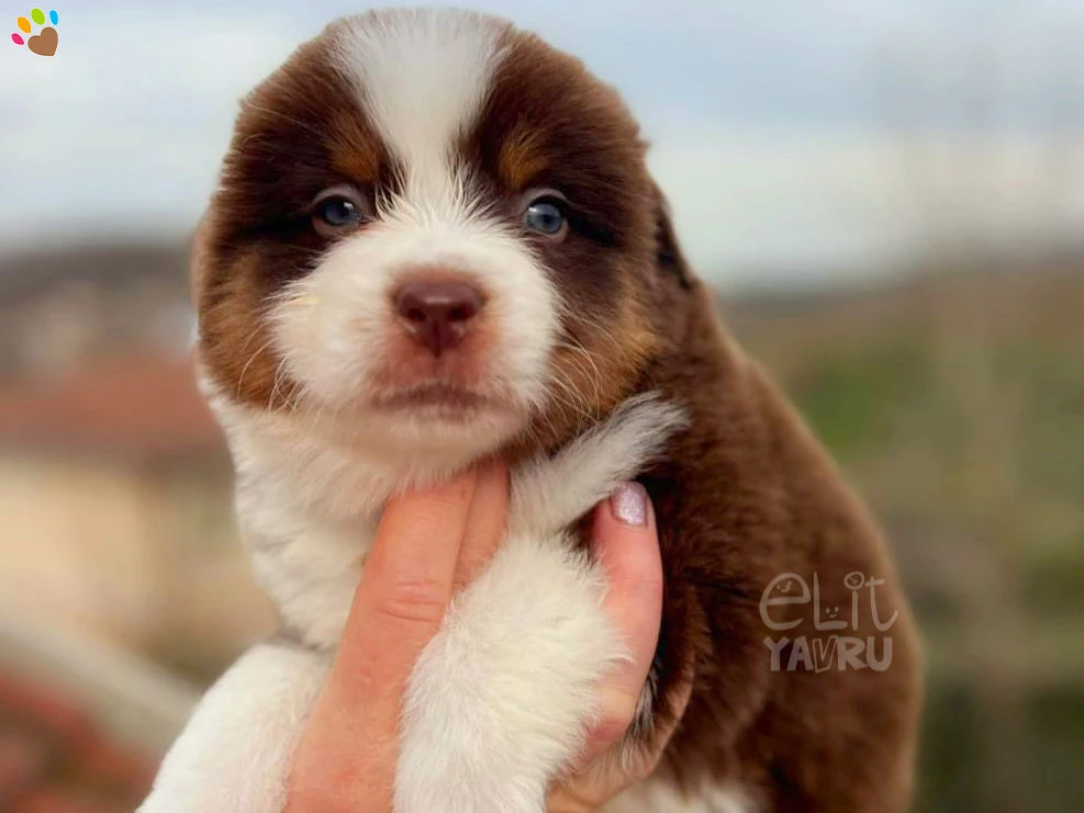 Miniature American Shepherd Nemo