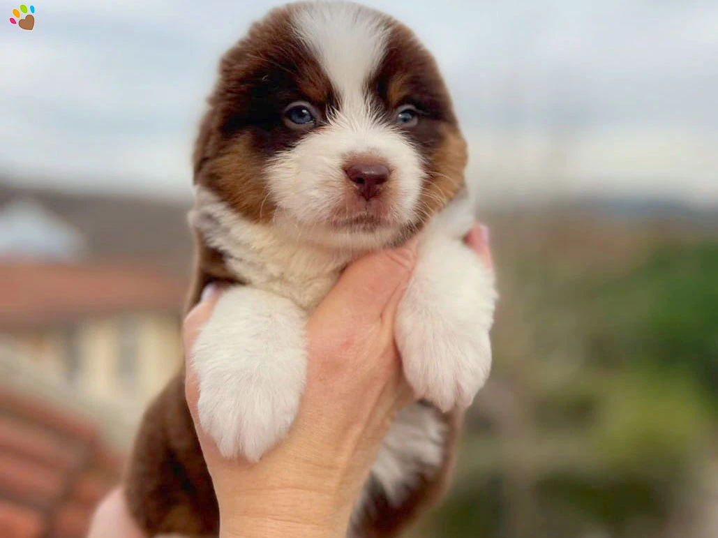 Miniature American Shepherd Nemo 3