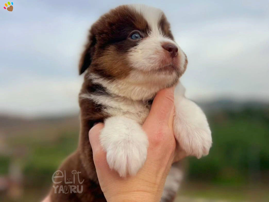 Miniature American Shepherd Nemo 1