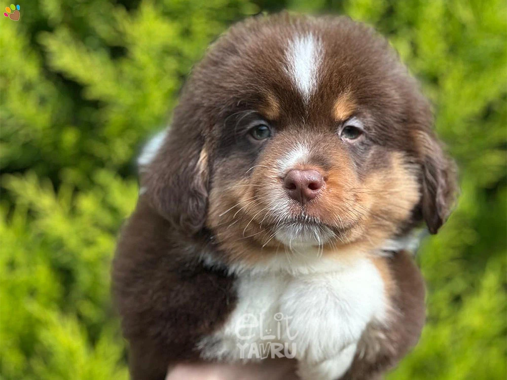 Miniature American Shepherd Neo