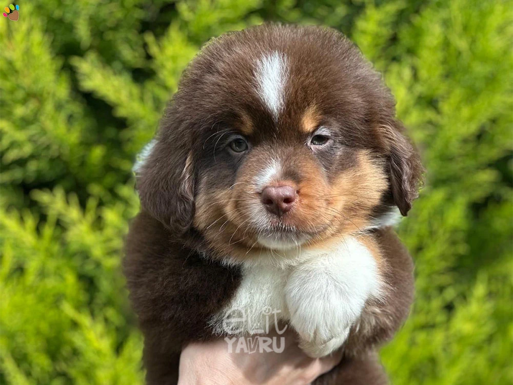 Miniature American Shepherd Neo 1