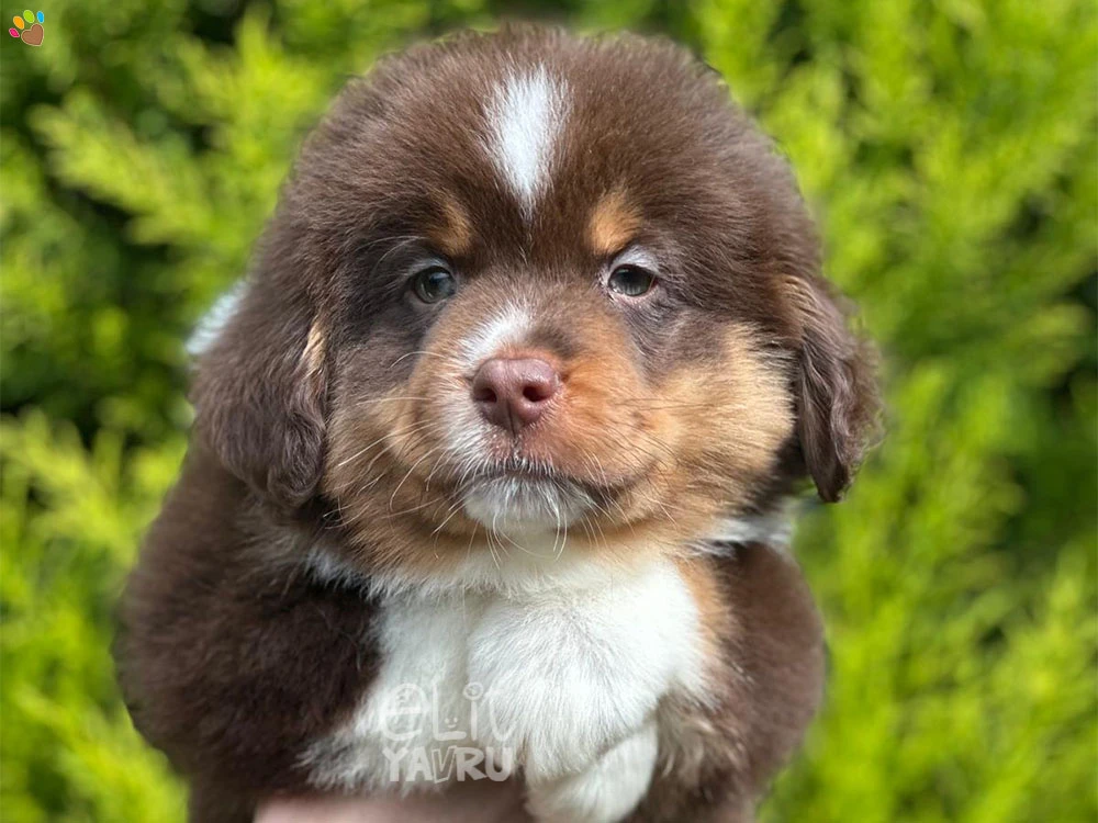 Miniature American Shepherd Neo 2