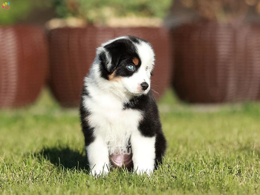 Miniature American Shepherd Nikki 5