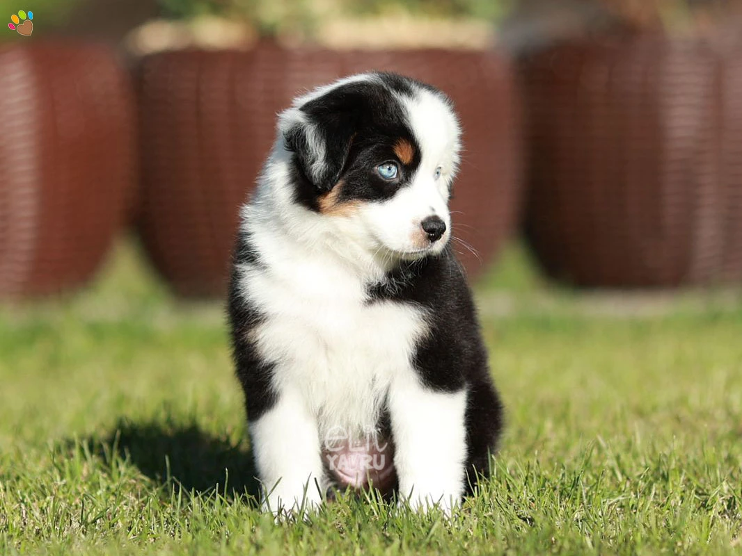 Miniature American Shepherd Nikki 6