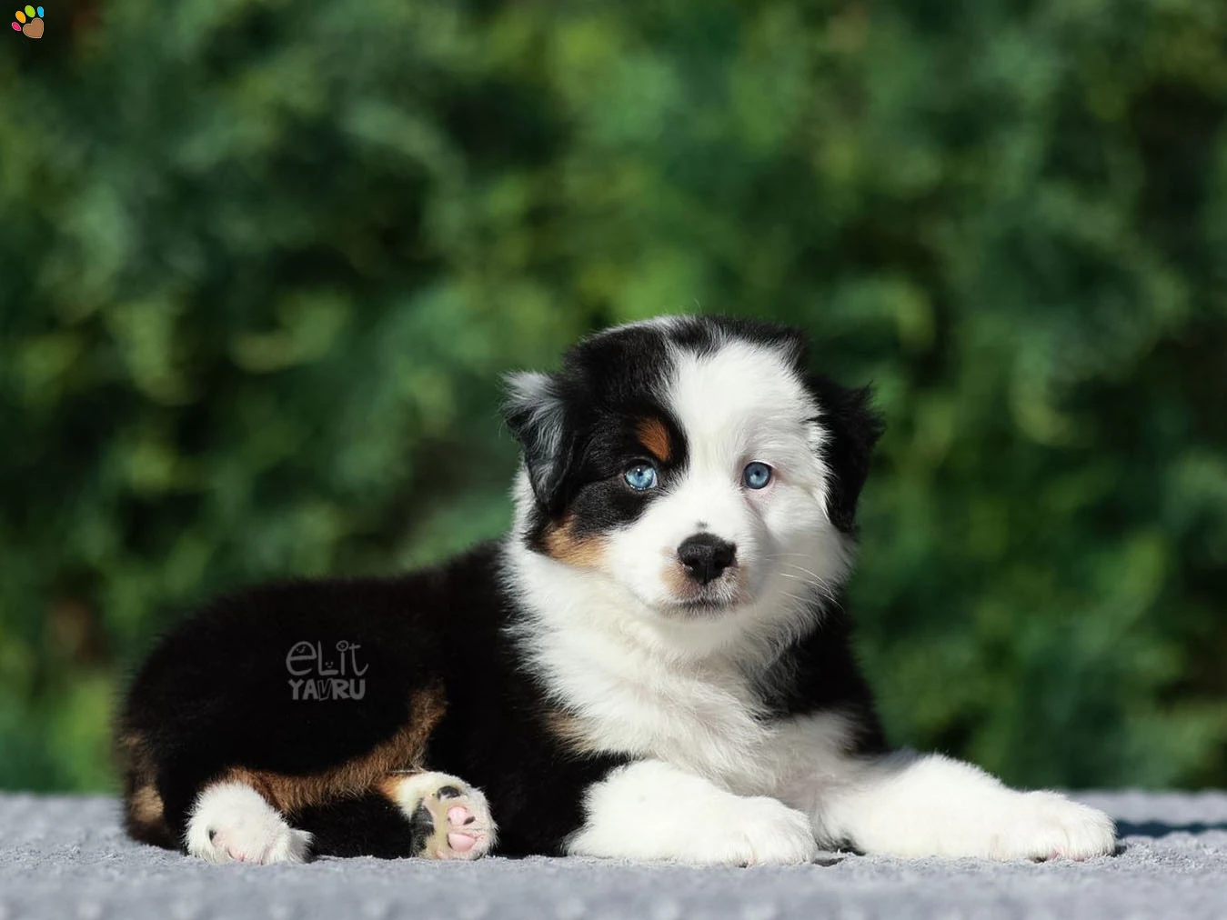 Miniature American Shepherd Nikki 2