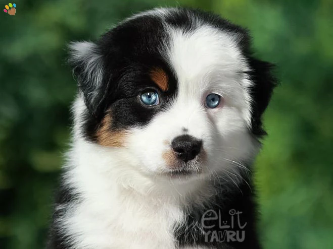 Miniature American Shepherd Nikki 3