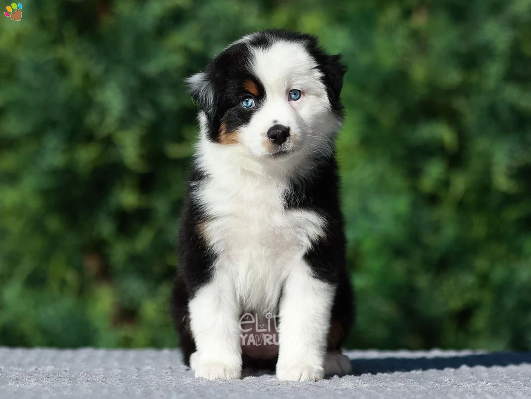 Miniature American Shepherd Nikki 4