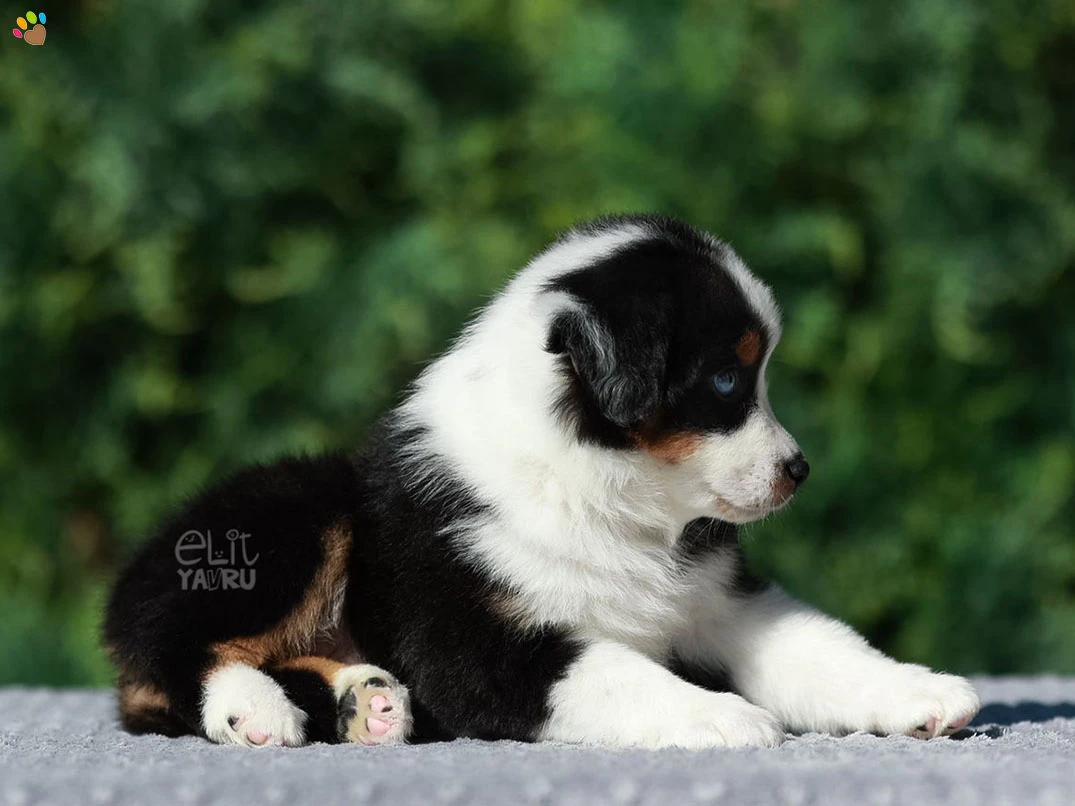 Miniature American Shepherd Nikki 1
