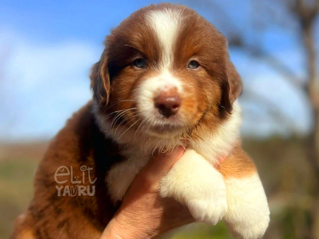 Miniature American Shepherd Odin